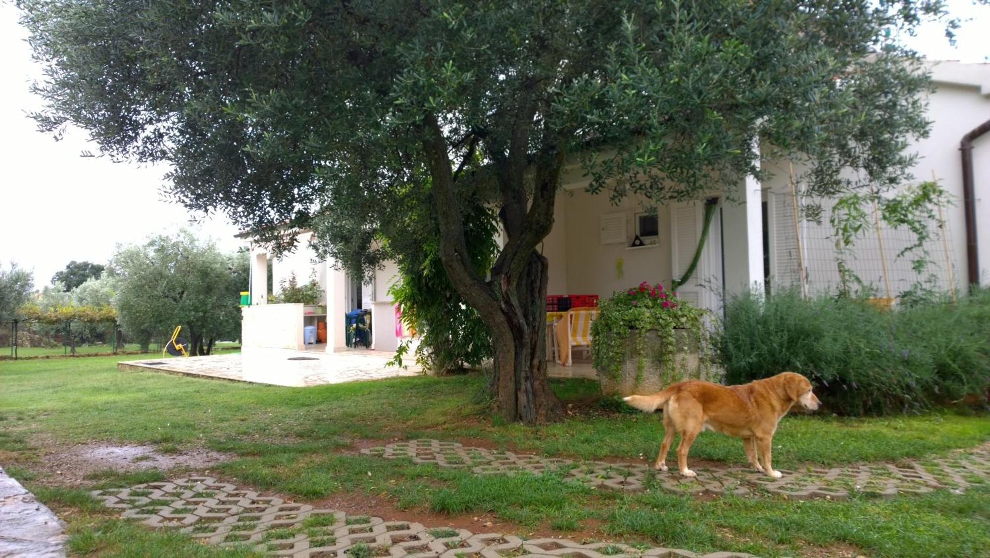 Apartment Free Parking Big Garden Peroj Exterior foto